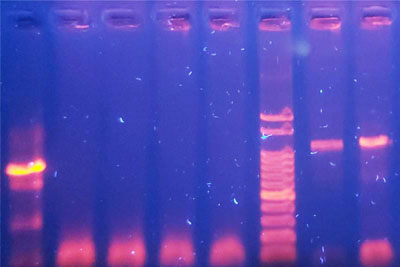 biologia molecular